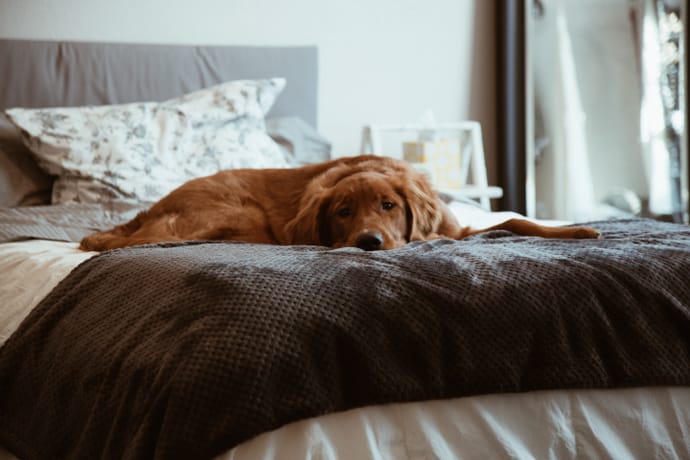 Golden retriever resting on cozy bed