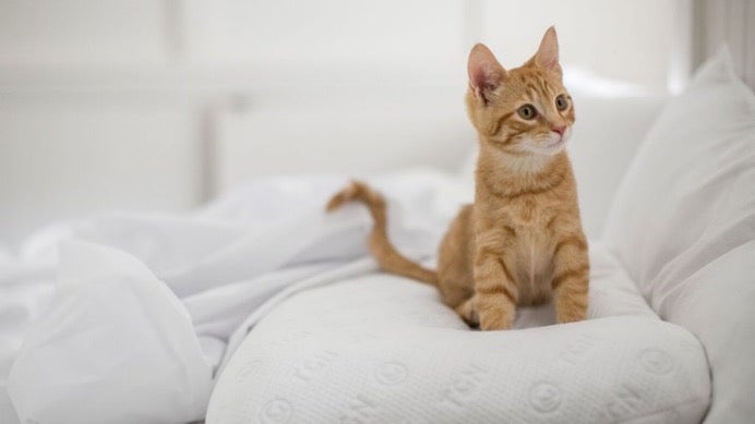 Orange tabby cat on white bedding